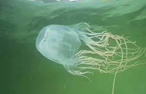 Jellyfishes Prints: Box jellyfish