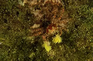 Intelligence Prints: Boxer Crab - These animals hold small stinging anemones in their claws both for protection and to stun prey