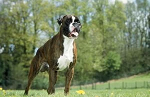 Images Dated 25th February 2009: Boxer Dog