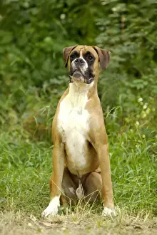 Boxer Dog