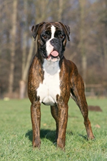Boxer Dog