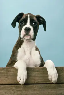 Boxer Dog