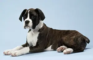 Boxer Prints: Boxer Dog
