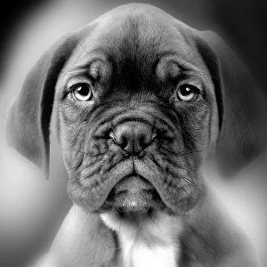 Images Dated 15th July 2009: Boxer Dog - close-up of face. Black and White