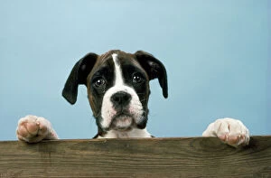 Boxer Dog - Looking over Ledge