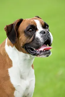 Happy Prints: Boxer Dog - portrait