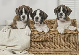 Boxer Gallery: Boxer Dog puppies in basket