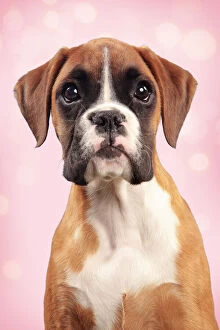 Portraits Collection: Boxer Dog, puppy