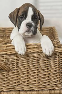 Boxer Gallery: Boxer Dog puppy in basket