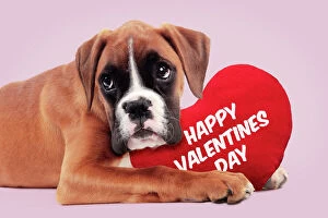 Boxer Dog, puppy holding heart shaped happy valentines