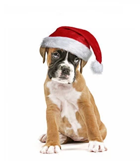 Boxer Gallery: Boxer Dog, puppy wearing Christmas hat