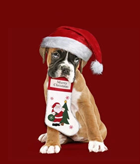 Boxers Gallery: Boxer Dog, puppy wearing Christmas hat holding