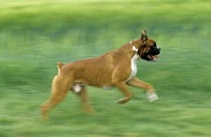 Boxers Collection: Boxer Dog running