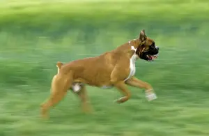 Blurred Prints: Boxer Dog running