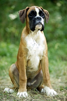 Boxer Dog - with uncropped ears