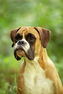 Boxer Dog - with uncropped ears