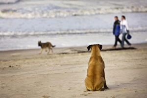 Images Dated 4th November 2009: Boxer Dog - watching Alsatian at seaside with couple