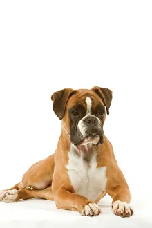 Images Dated 13th March 2006: Boxer - lying down