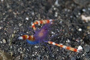 Images Dated 8th September 2007: Boxer Shrimp