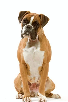 Boxers Collection: Boxer - sitting