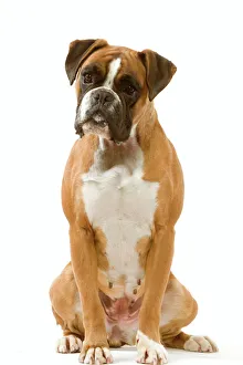 Images Dated 13th March 2006: Boxer - sitting
