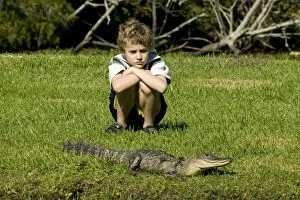 Boy - age 7 - observing American Alligator on the grass
