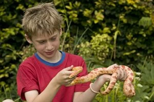 Images Dated 14th July 2004: Boy holding and observing Corn snake
