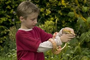 Images Dated 14th July 2004: Boy holding and observing Corn snake