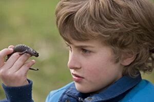 Images Dated 8th April 2006: Boy holding Spotted Salamander
