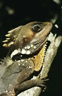 Dragons Prints: Boyds Forest Dragon HB 1978 Gonocephalus boydii © Hans & Judy Beste / ardea. com