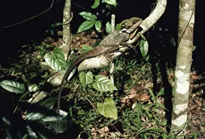 Boyd's Forest Dragon HB 1982 Gonocephalus boydii &copy; Hans & Judy Beste / ardea. com