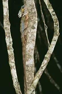 Dragons Prints: Boyd's Forest Dragon JPF 8216 North Queensland Rainforests Gonocephalus boydii © Jean-Paul Ferrero / ardea
