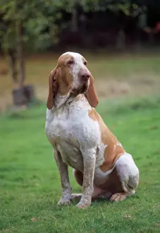 Pointer Prints: Bracco Italiano / Italian Pointer