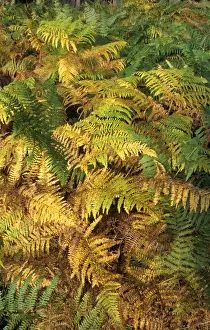 Bracken Prints: Bracken - Autumn colour