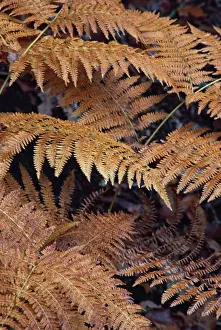 Bracken Prints: Bracken - Autumn patterns
