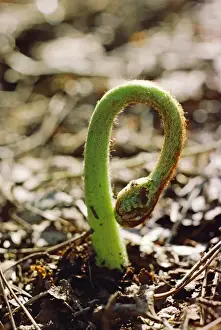 Shoot Prints: Bracken - Frond emerging, May