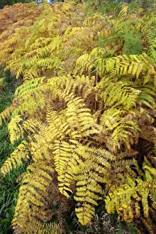 Bracken Prints: Bracken - fronds in autumn colour. Northumberland, UK