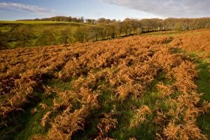 Images Dated 22nd November 2011: Bracken - turning red in autumn Great Hill / Triscombe
