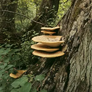 Fungus Prints: Bracket Fungi AEB 1846 Growing on Elm Polyporus sqamosus © Liz Bomford / ARDEA LONDON