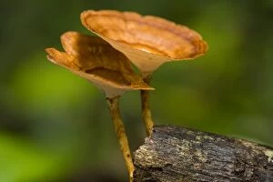 Bracket Fungi - brightly coloured fungi grows on