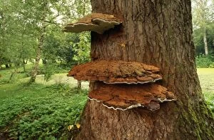 Images Dated 19th February 2007: Bracket Fungus
