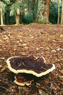 Bracket Fungus