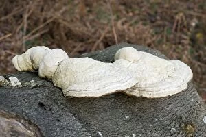 Bracket fungus on a beech log