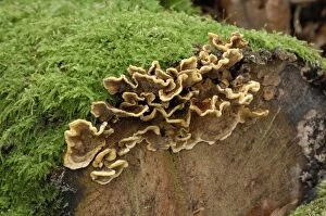 Bracket fungus - Habitat - on fallen stumps