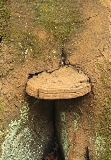 Images Dated 26th October 2007: Bracket Fungus - Habitat parasitic on deciduous trees, usually found on the lower part of
