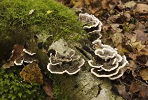 Bracket Fungus Many-zoned polypore - This is a very variable species and there are several forms