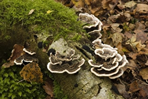 Images Dated 26th October 2007: Bracket Fungus Many-zoned polypore - This is a very variable species and there are several forms