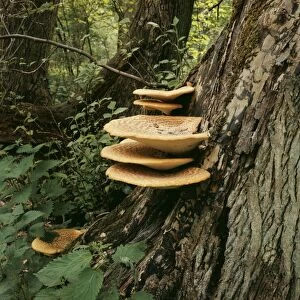 A bracket fungus. Parasitic on decidous trees, especially elm, beech and sycamore, causing intensive white rot. Edible