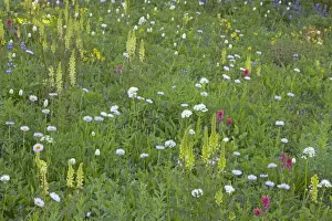 Lousewort Prints: Bracted Lousewort in Subalpine Meadow