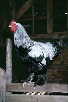 Chicken Gallery: BRAHMA CHICKEN - Cockerel on fence